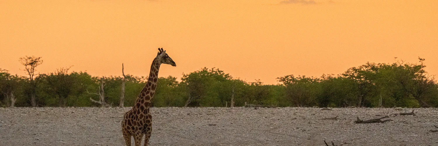 package hotel listing